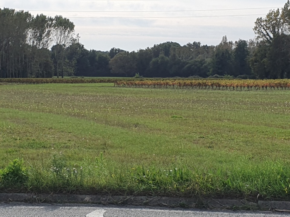 Terrain à bâtir à Saint-Savin (33920)