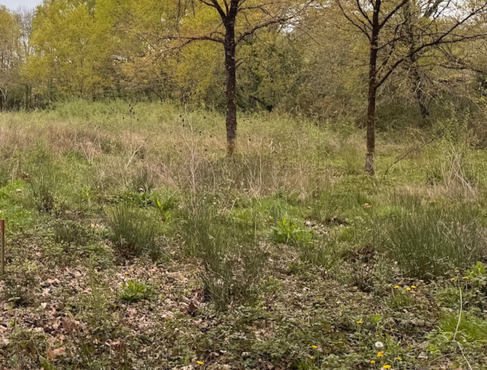Terrain à bâtir à La Brède (33650)