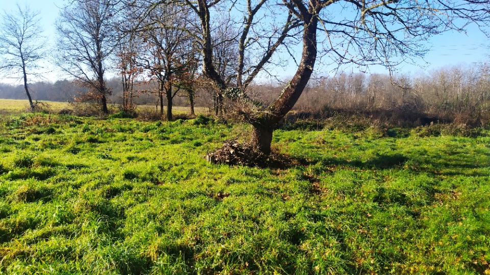 Terrain à bâtir à Langon (33210)