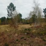Terrain à bâtir à Gujan-Mestras (33470)