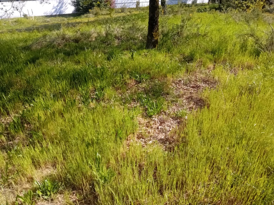 Terrain à bâtir à Biscarrosse (40600)