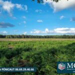 Maison à construire à Laluque (40465)