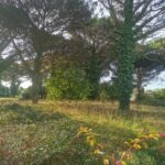 Maison à construire à Langon (33210)