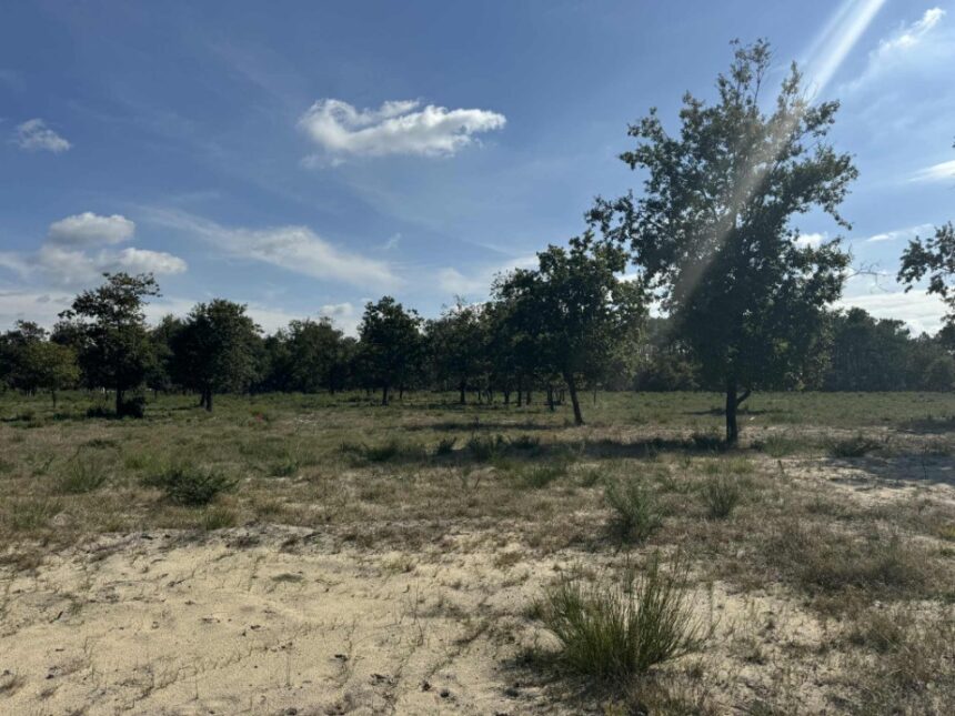 Terrain à bâtir à Vensac (33590)