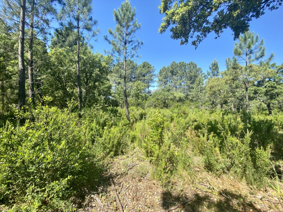 Terrain à bâtir à Le Barp (33114)