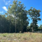 Terrain à bâtir à Le Taillan-Médoc (33320)