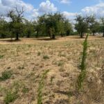 Maison à construire à Lévignac-de-Guyenne (47120)