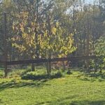 Maison à construire à Louchats (33125)