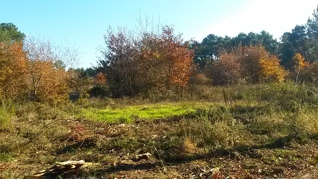 Terrain à bâtir à Brach (33480)