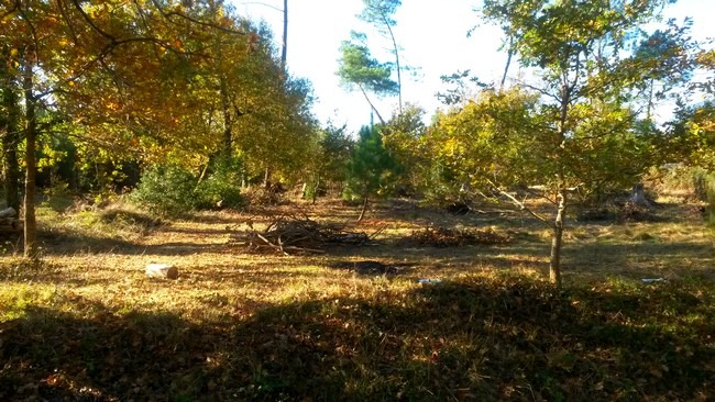 Terrain à bâtir à Mios (33380)