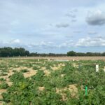 Maison à construire à Saint-Jean-de-Liversay (17170)