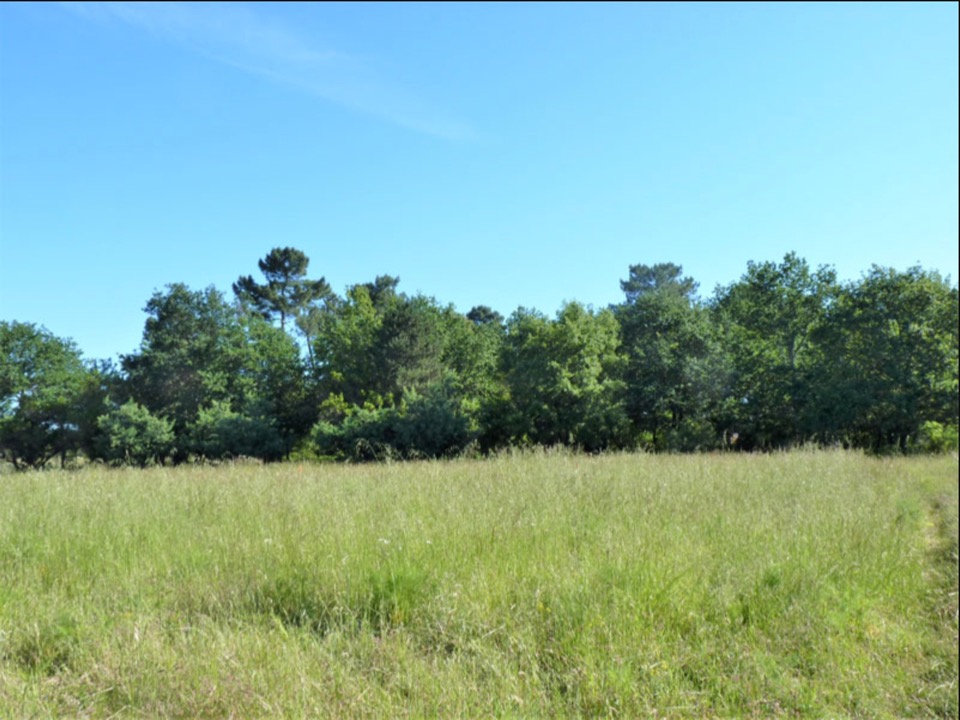 Terrain à bâtir à Landiras (33720)