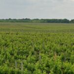 Maison à construire à Portets (33640)