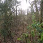 Maison à construire à La Brède (33650)