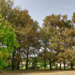 Maison à construire à Carbon-Blanc (33560)