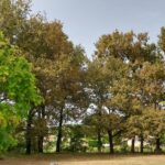 Maison à construire à Le Taillan-Médoc (33320)