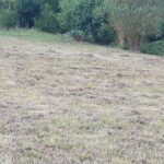 Maison à construire à Saint-Romain-la-Virvée (33240)