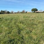 Terrain à bâtir à Corme-Royal (17600)