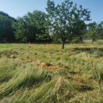 Maison à construire à Saint-Pardon-de-Conques (33210)