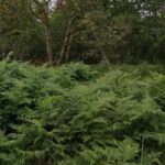 Maison à construire à Saint-Aubin-de-Médoc (33160)