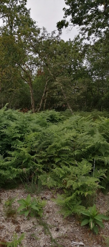 Terrain à bâtir à Saint-Aubin-de-Médoc (33160)