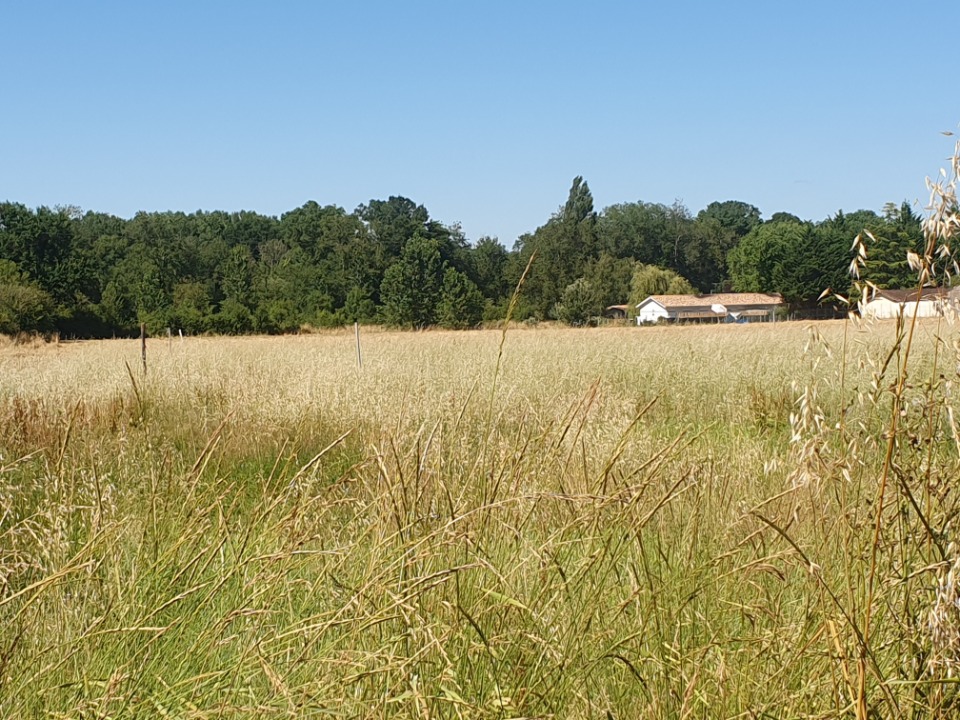 Terrain à bâtir à Saint-Christoly-de-Blaye (33920)