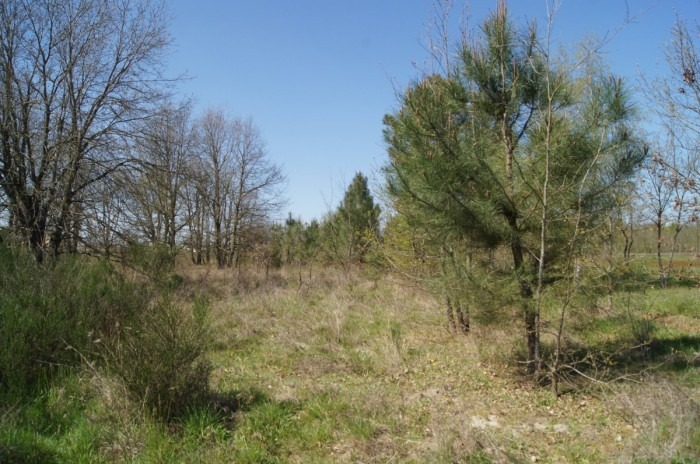 Terrain à bâtir à Le Barp (33114)