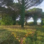 Maison à construire à Saint-Maixant (33490)