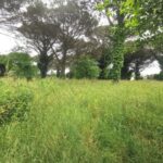 Maison à construire à Saint-Maixant (33490)