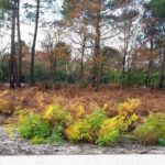 Maison à construire à Saint-Magne (33125)