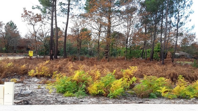 Terrain à bâtir à Saint-Magne (33125)