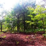 Maison à construire à Sanguinet (40460)