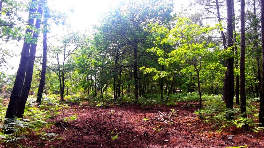 Maison à construire à Sanguinet (40460)