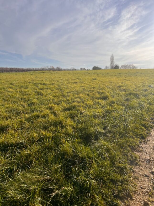 Terrain à bâtir à Targon (33760)