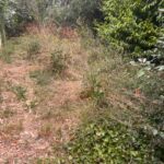 Maison à construire à Loupiac (33410)