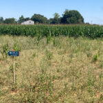 Maison à construire à Balanzac (17600)