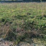 Maison à construire à Gauriaguet (33240)