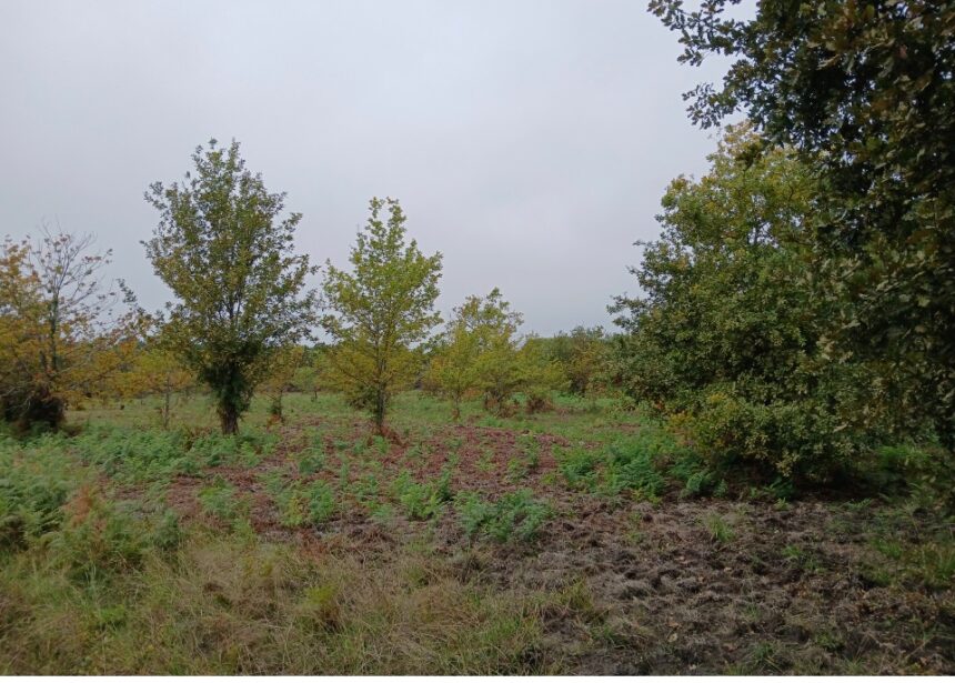 Maison à construire à Gastes (40160)