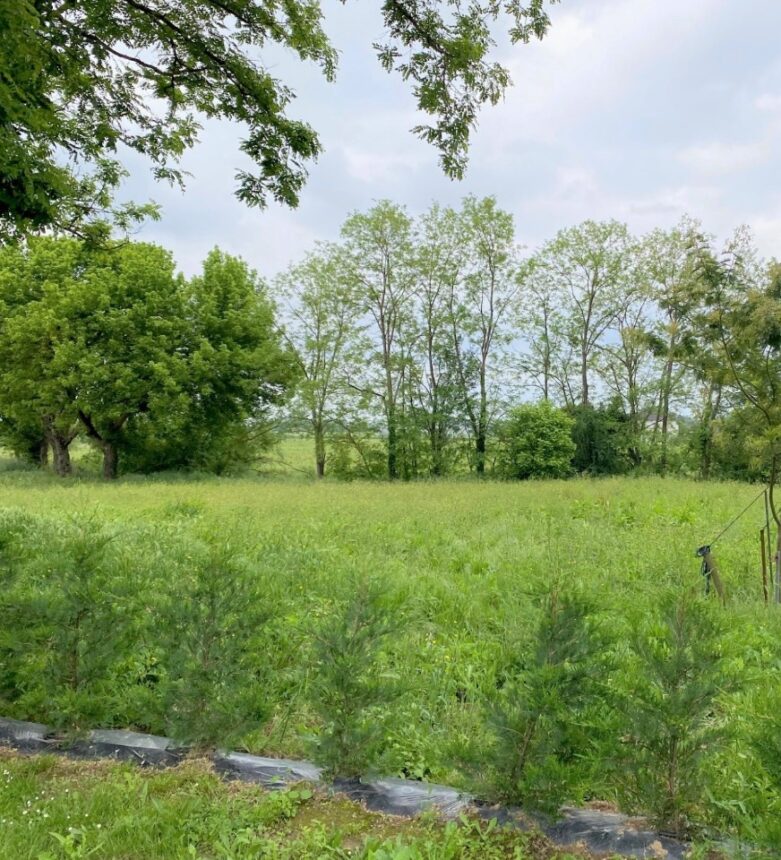 Maison à construire à Virazeil (47200)