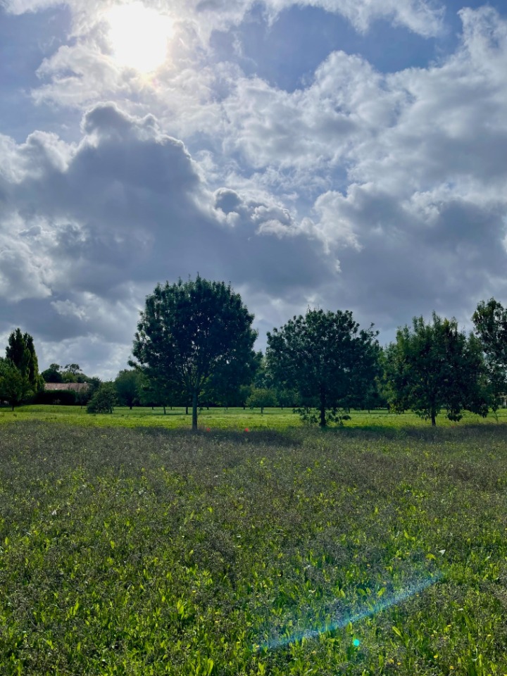 Terrain à bâtir à Mornac-sur-Seudre (17113)