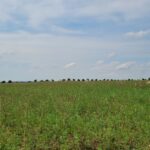 Terrain à bâtir à Bourgneuf (17220)