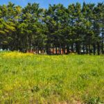 Terrain à bâtir à Saint-Médard-d’Aunis (17220)