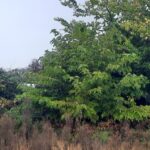 Maison à construire à Bordeaux (33300)