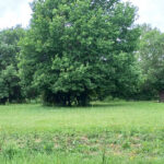 Terrain à bâtir à Ménesplet (24700)