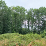 Terrain à bâtir à Ménesplet (24700)