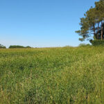 Terrain à bâtir à Échourgnac (24410)