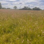 Maison neuve à Beautiran (33640)