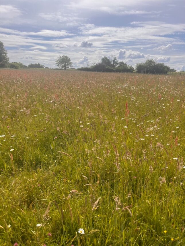 Maison neuve à Beautiran (33640)