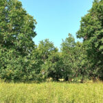 Terrain à bâtir à Montpon-Ménestérol (24700)