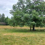 Terrain à bâtir à Ménesplet (24700)